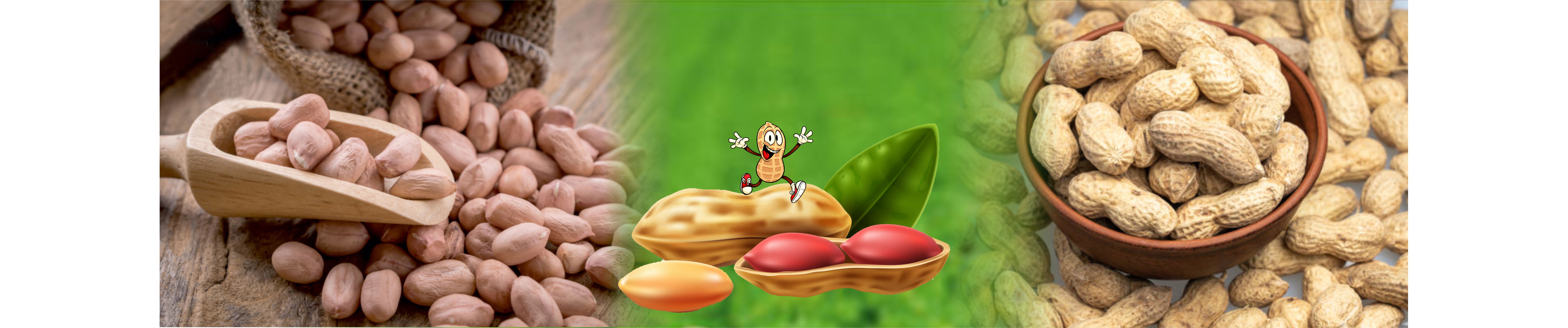 Groundnut (Peanut)