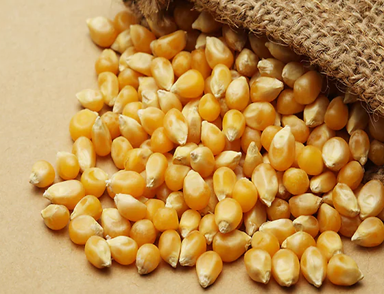 Maize