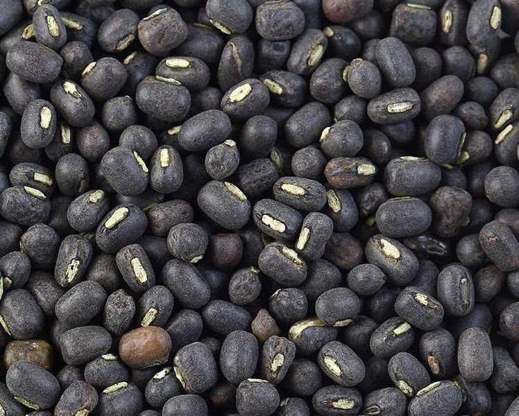 Black Grams
