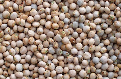 Pigeon peas