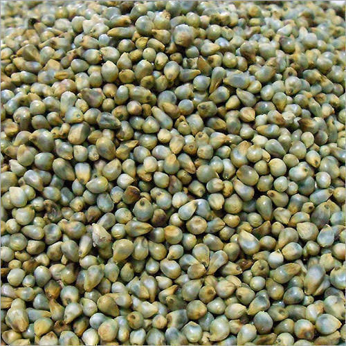 Pearl millet