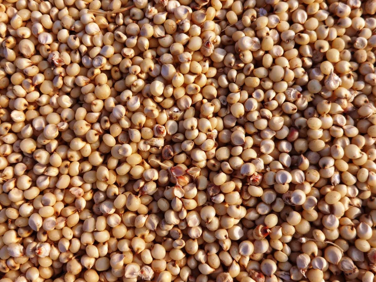 Sorghum