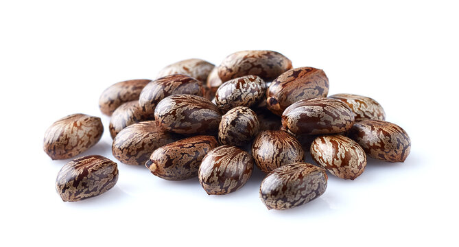Castor Bean